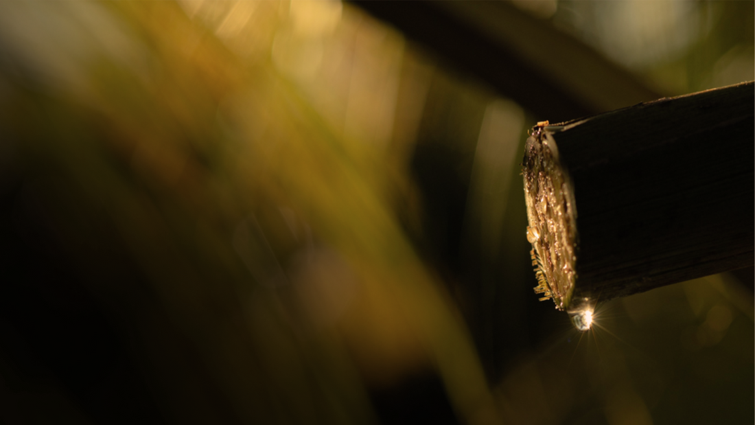 A Sip Through Time: The Story of Coconut Flower Sap