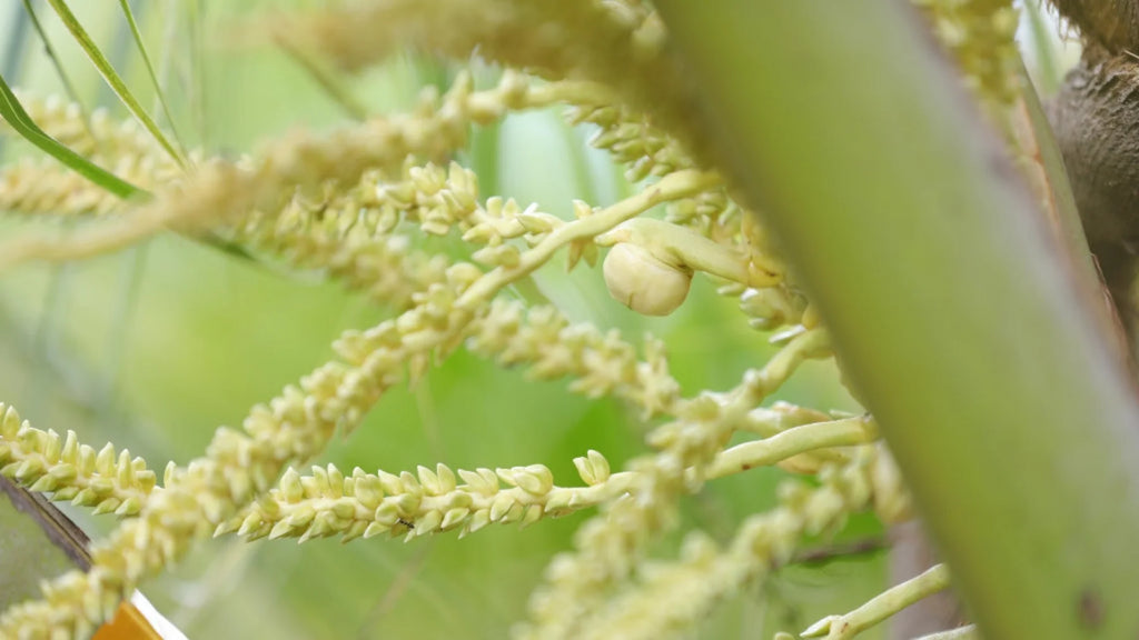 coconut flower